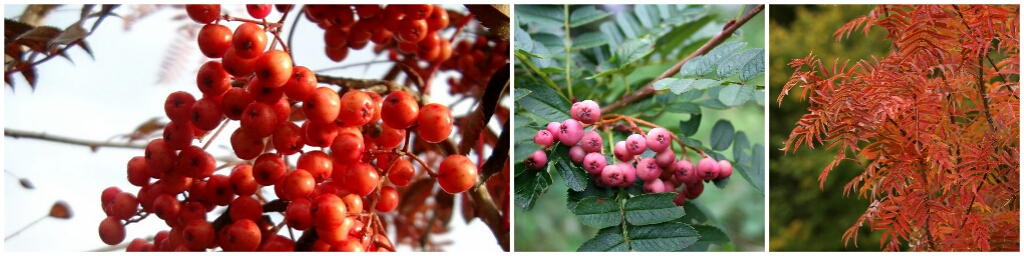 Осенние сады и роскошные кустарники