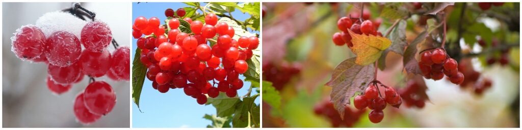 Осенние сады и роскошные кустарники