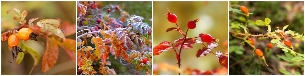 Осенние сады и роскошные кустарники