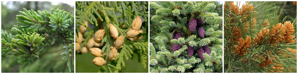 Осенние сады и роскошные кустарники