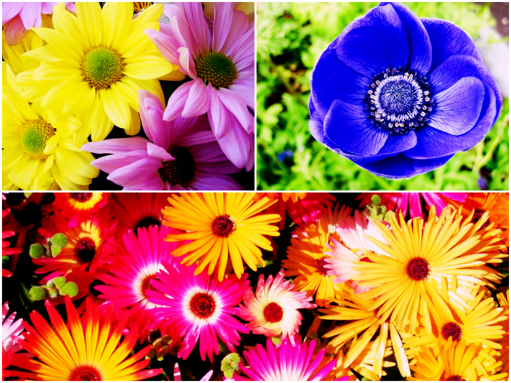 Цветы, которые цветут осенью Цветы, которые цветут осенью