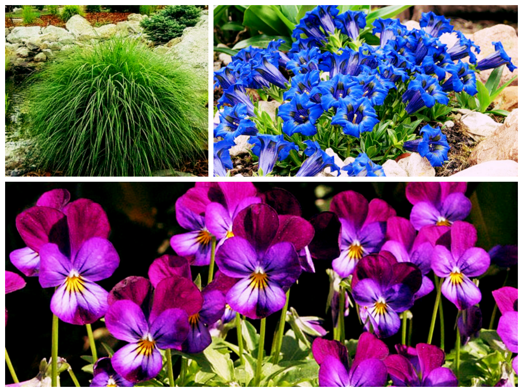 Осенние цветы Осенние цветы