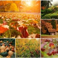 Осенние сады и роскошные кустарники