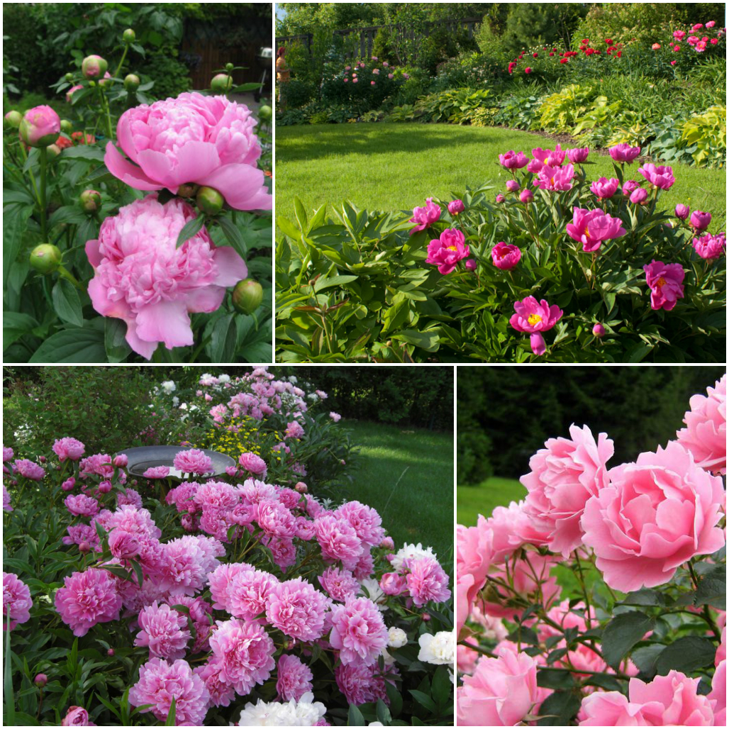 Роскошные пионы