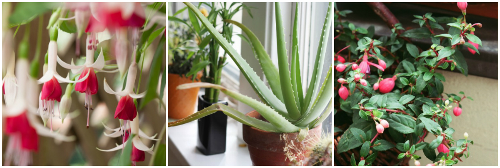 Горшечные растения в доме и в саду