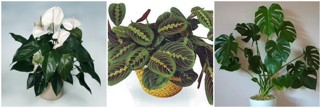 Горшечные растения в доме и в саду