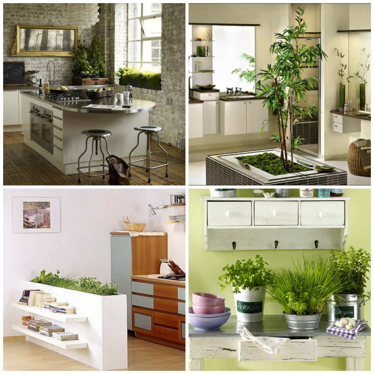 What Potted Plants Can Be Kept in the Kitchen