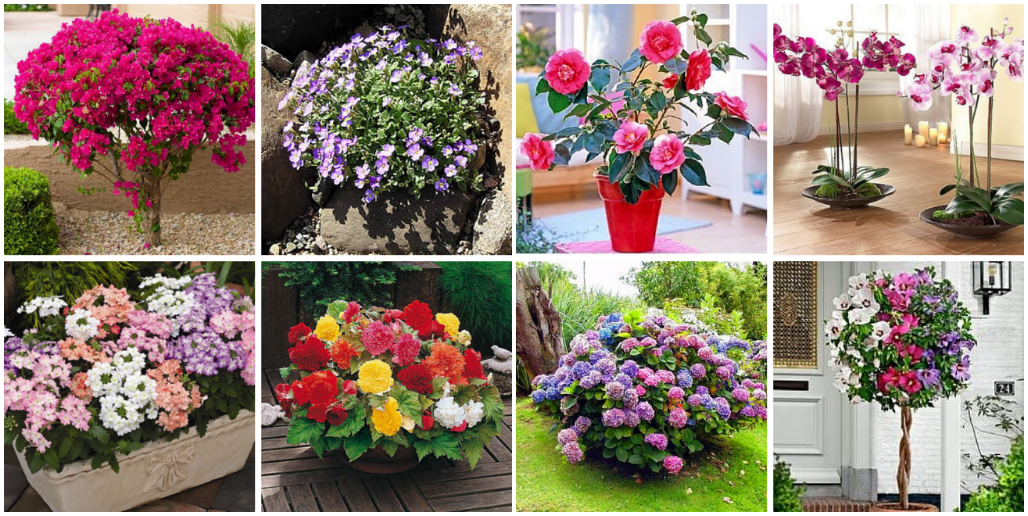 Горшечные растения в доме и в саду