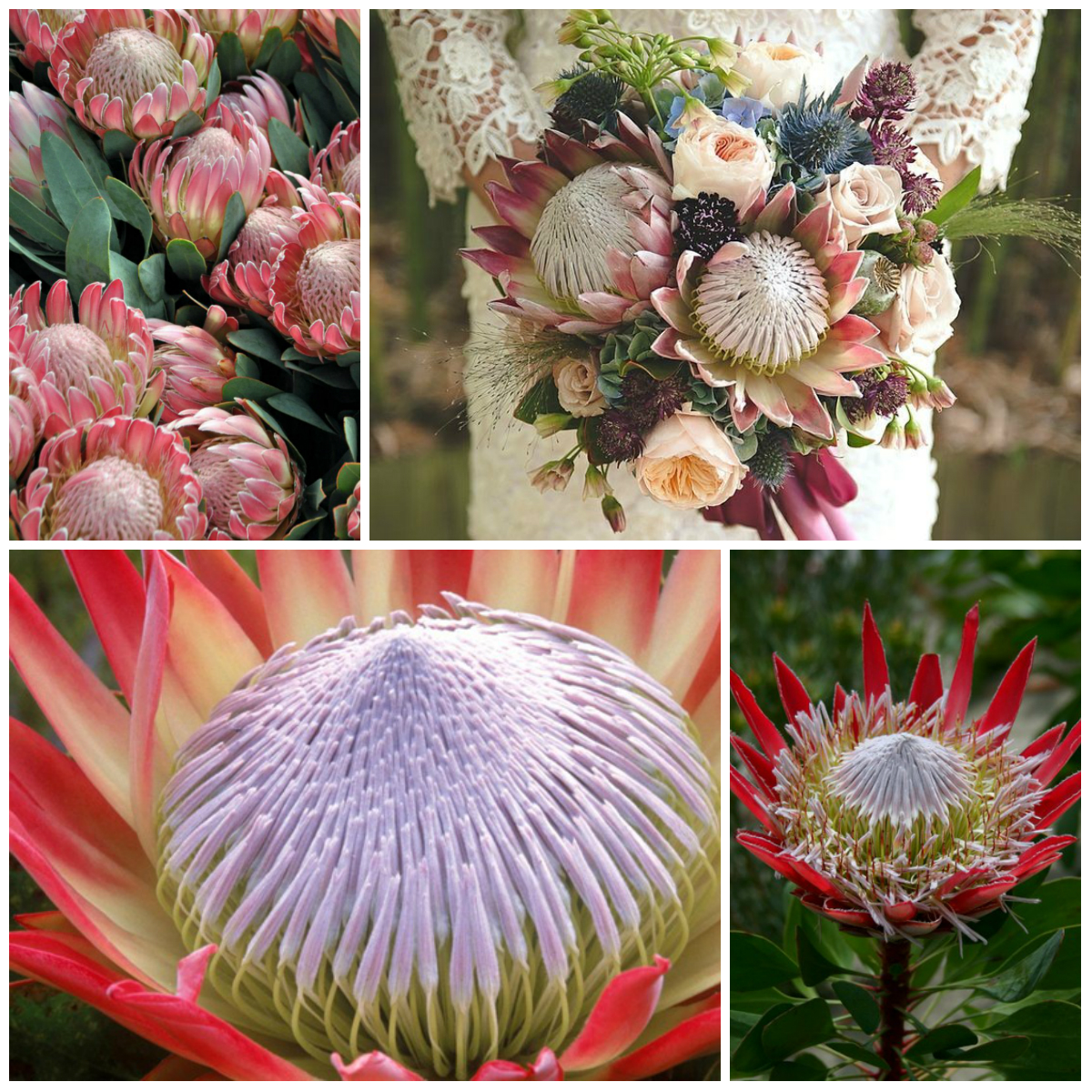 Proteus - an Exotic Flower from Africa
