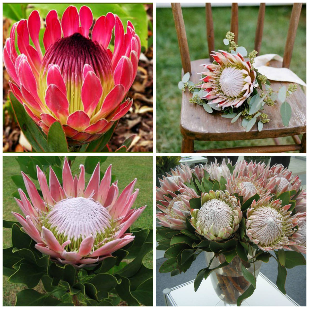 Proteus - an Exotic Flower from Africa