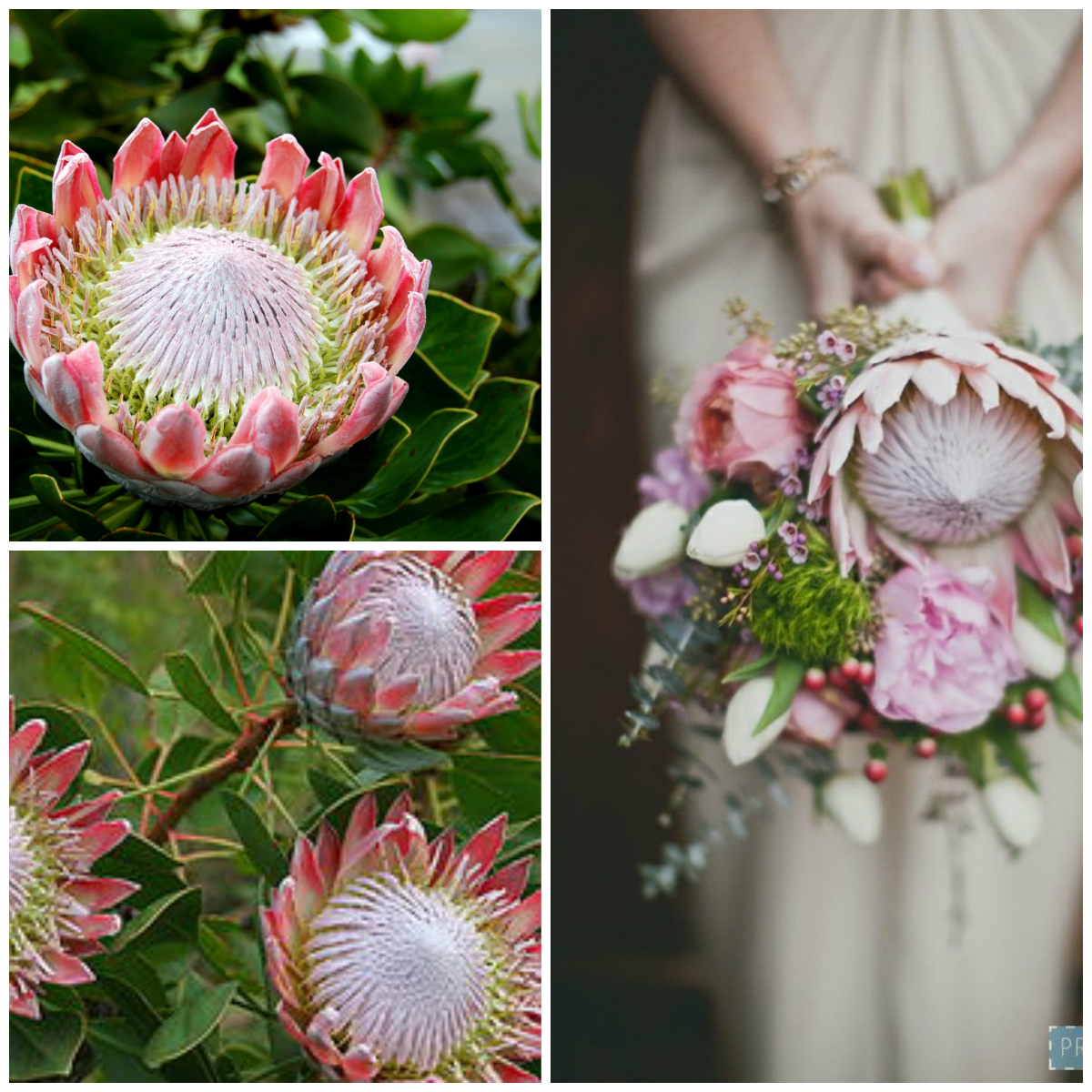 Proteus - an Exotic Flower from Africa