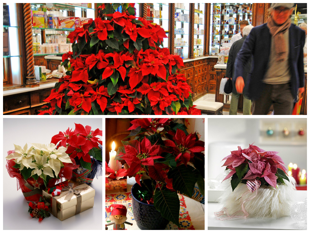 Пуансеттия - предвестник зимних праздников!
