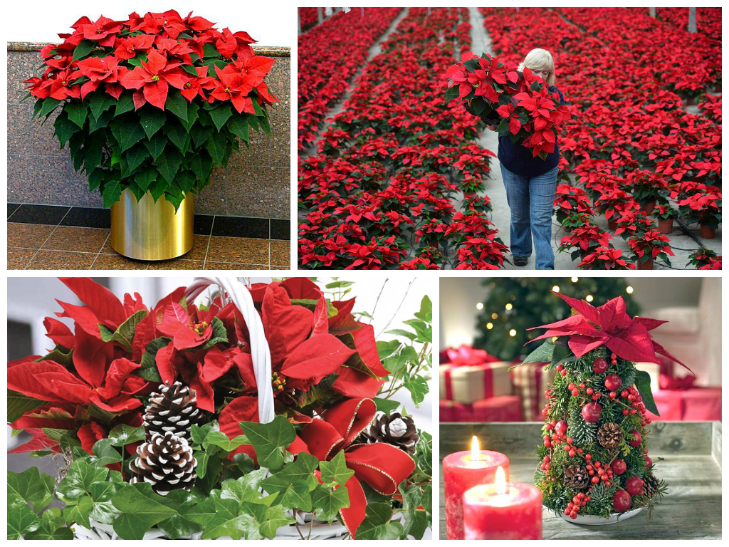 Пуансеттия - предвестник зимних праздников!