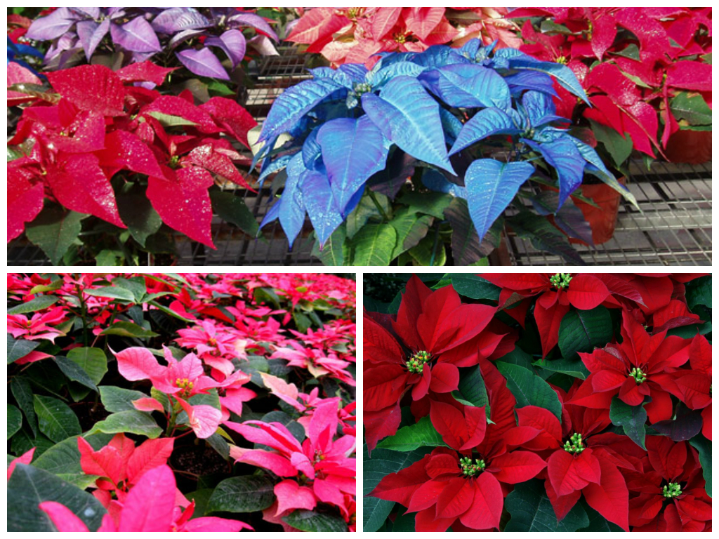 Пуансеттия - предвестник зимних праздников!