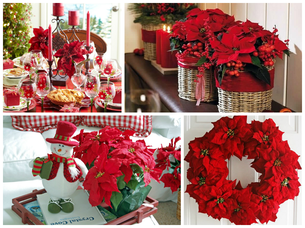 Пуансеттия - предвестник зимних праздников!