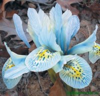 Разновидности ирисов