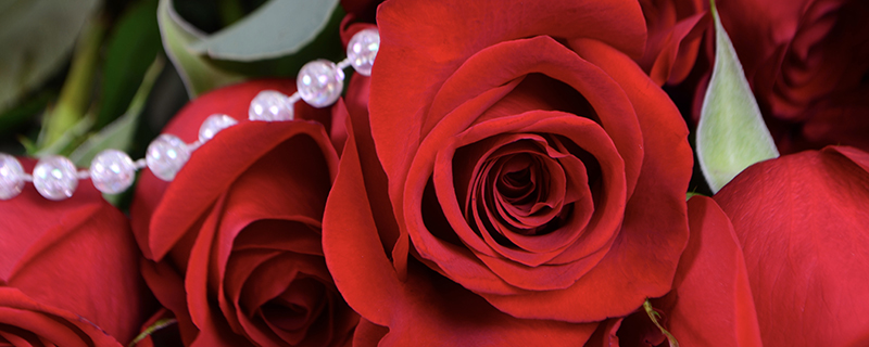 красные розы бутоны