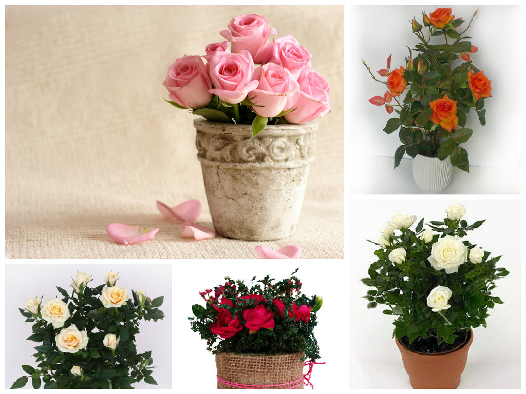 Розы - болезни и лечение Розы - болезни и лечение