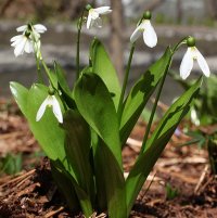 Самые нежные весенние цветы – подснежники