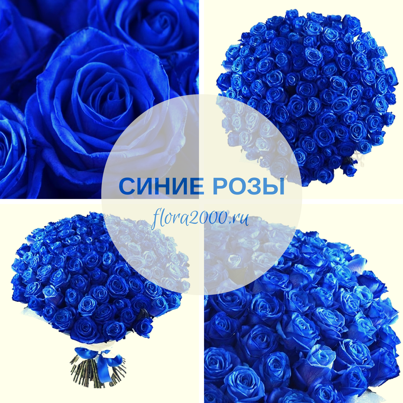 Синие розы в Москве Синие розы в Москве