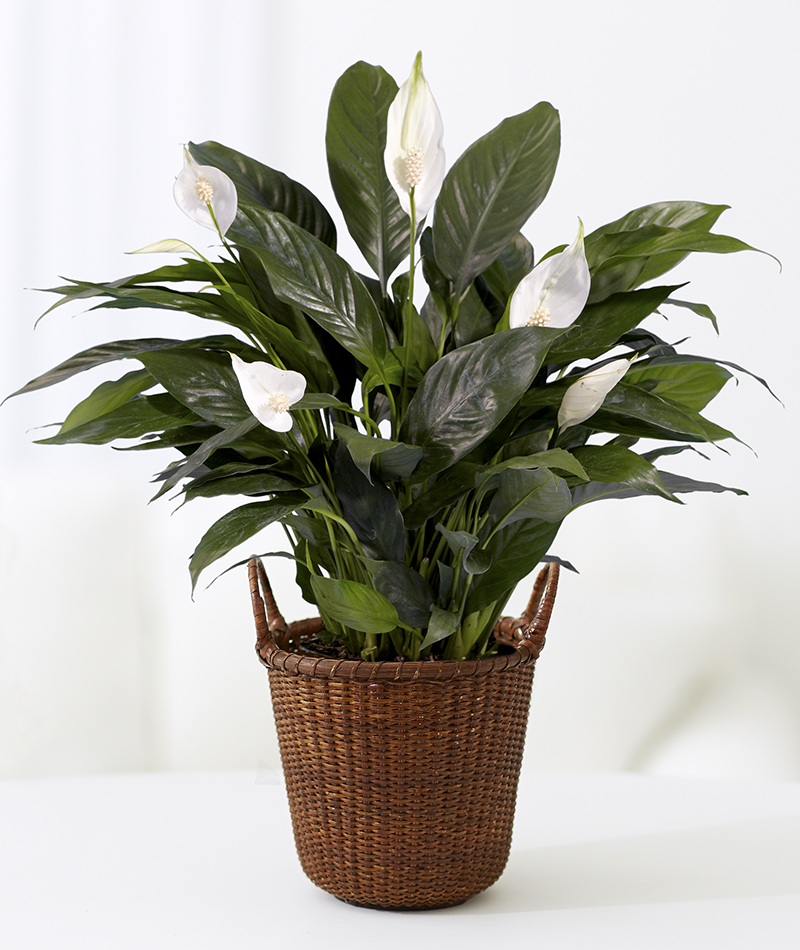 Спатифиллум Спатифиллум