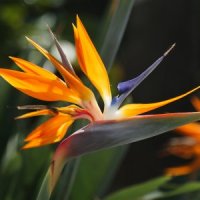 Стрелиция: разновидности и уход