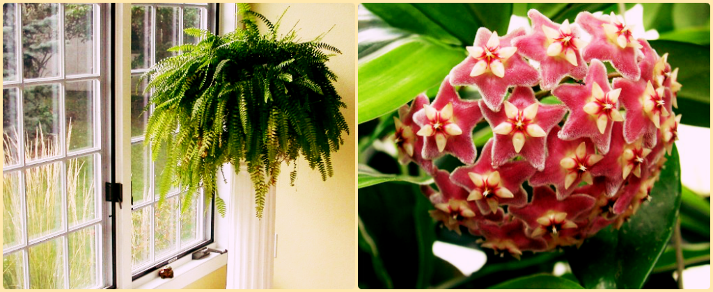 комнатные цветы в тени