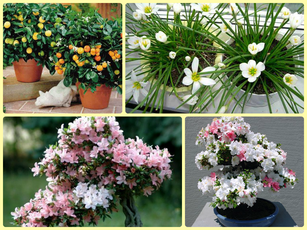 Цветы, которые должны быть в каждом доме