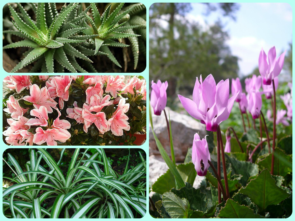 Цветы, которые должны быть в каждом доме