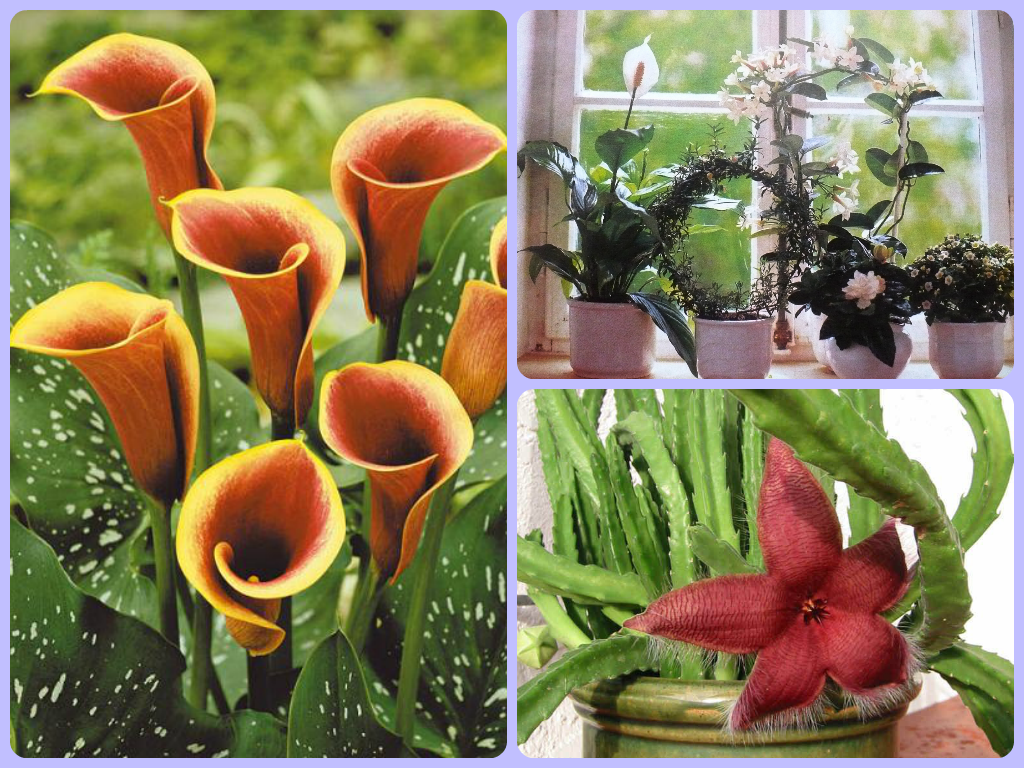 Цветы, которые должны быть в каждом доме