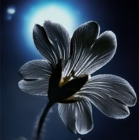 Ночные цветы… Они волшебны