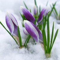 Цветы, которые цветут весной