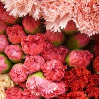Цветы по знакам зодиака: Лев