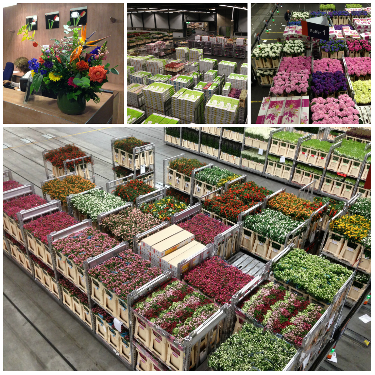 Ua-Flowers company's impressions of Holland and its flower auction