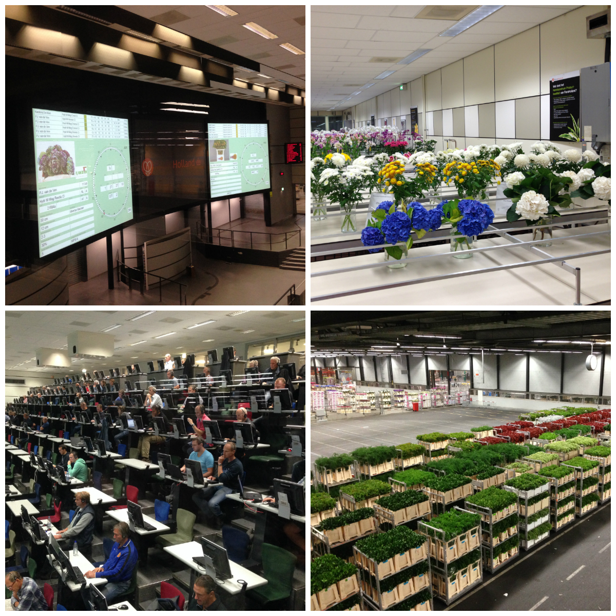 Ua-Flowers company's impressions of Holland and its flower auction