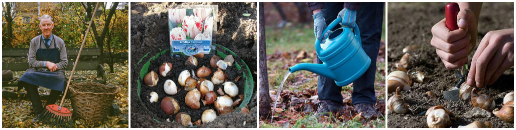 Уход за садом осенью – советы от UFL