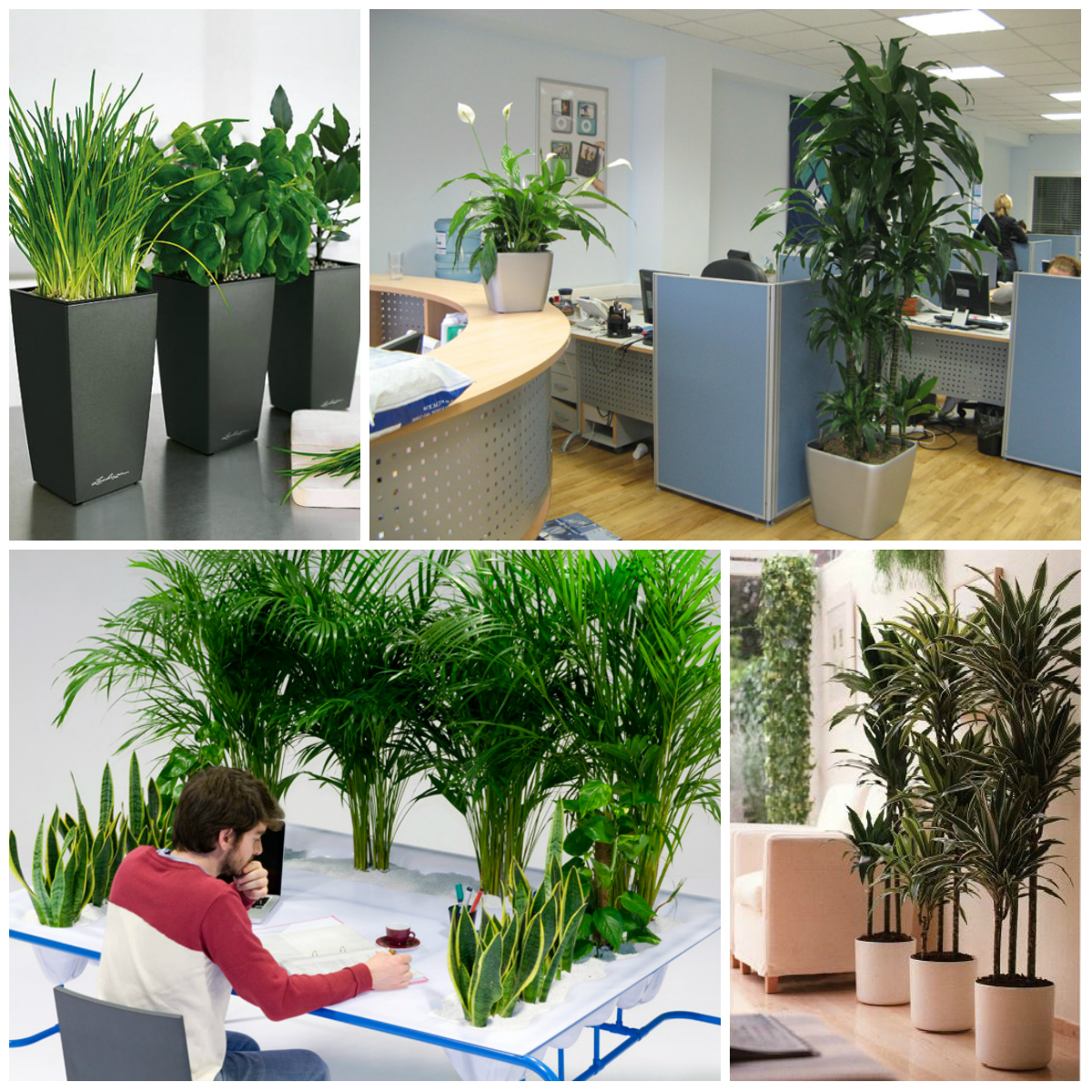 Useful Plants for the Office