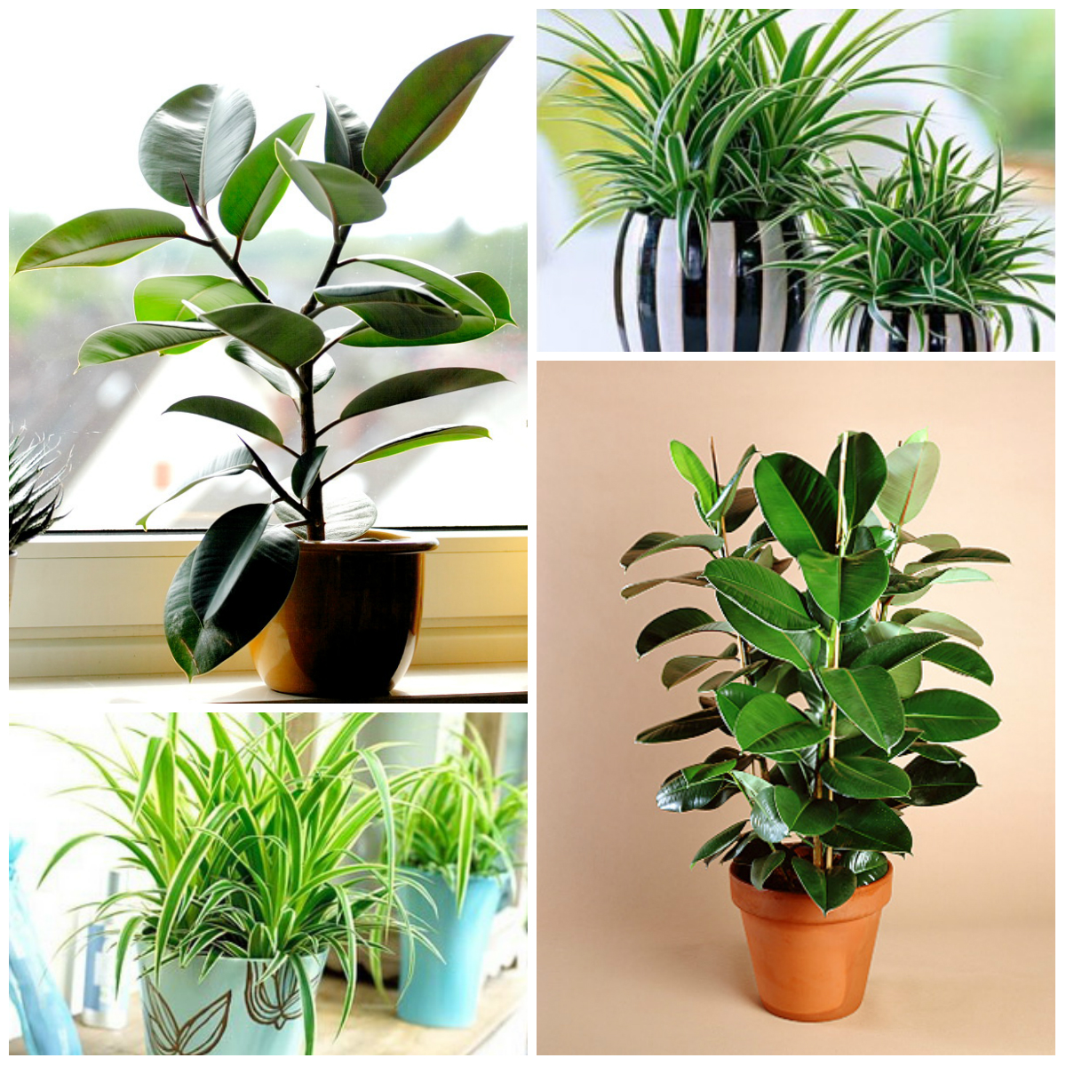 Useful Plants for the Office