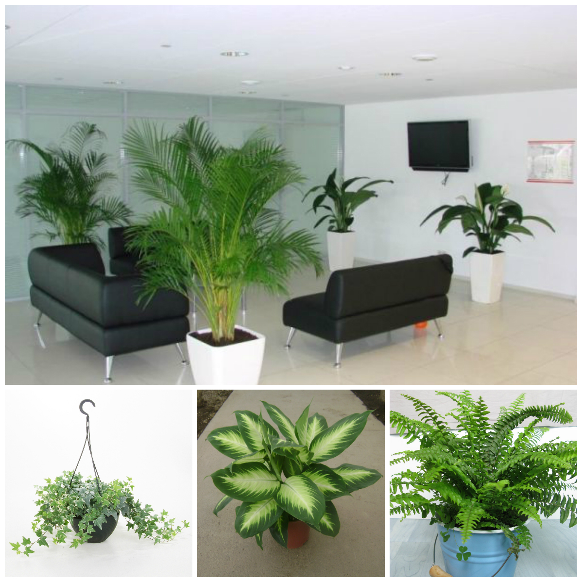 Useful Plants for the Office
