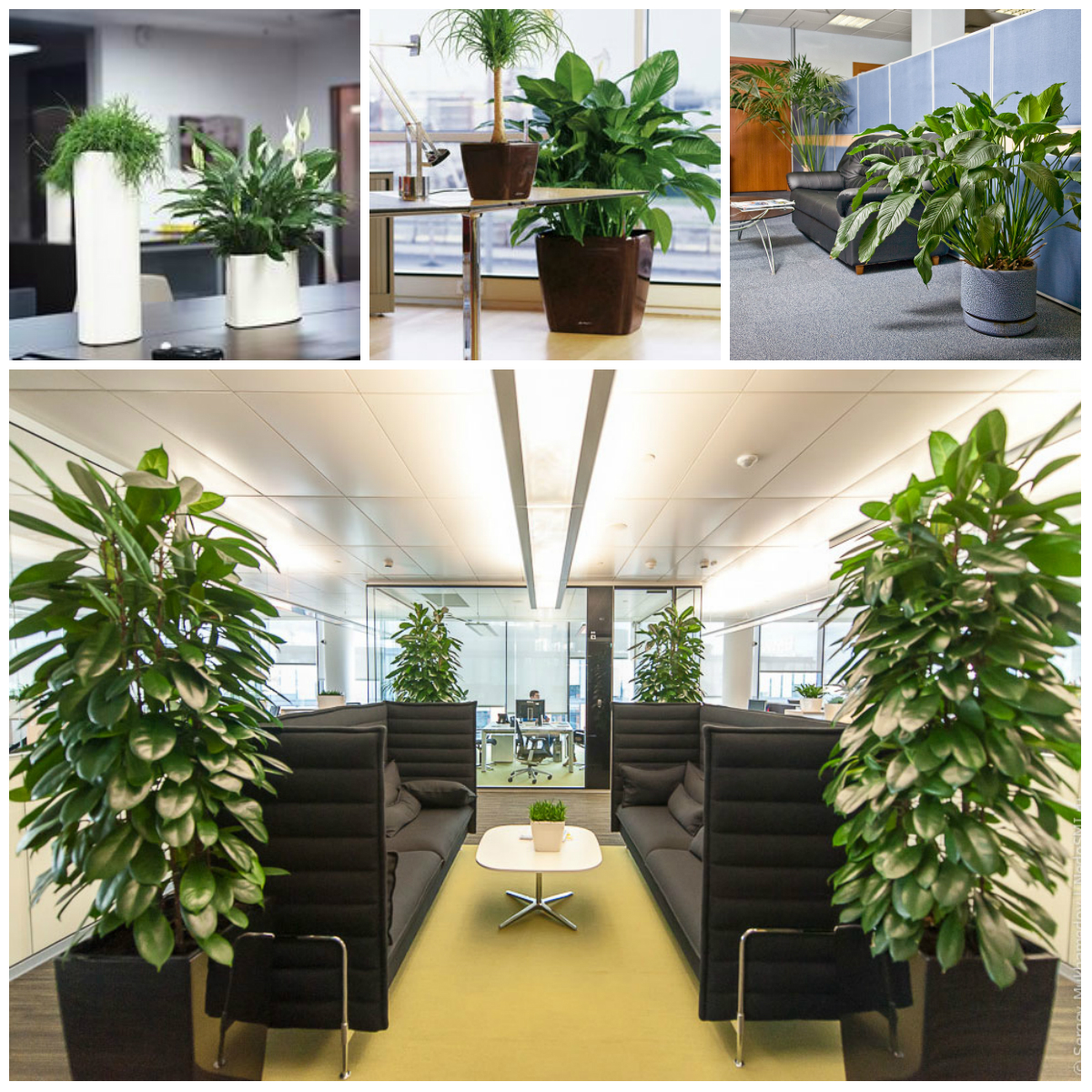 Useful Plants for the Office