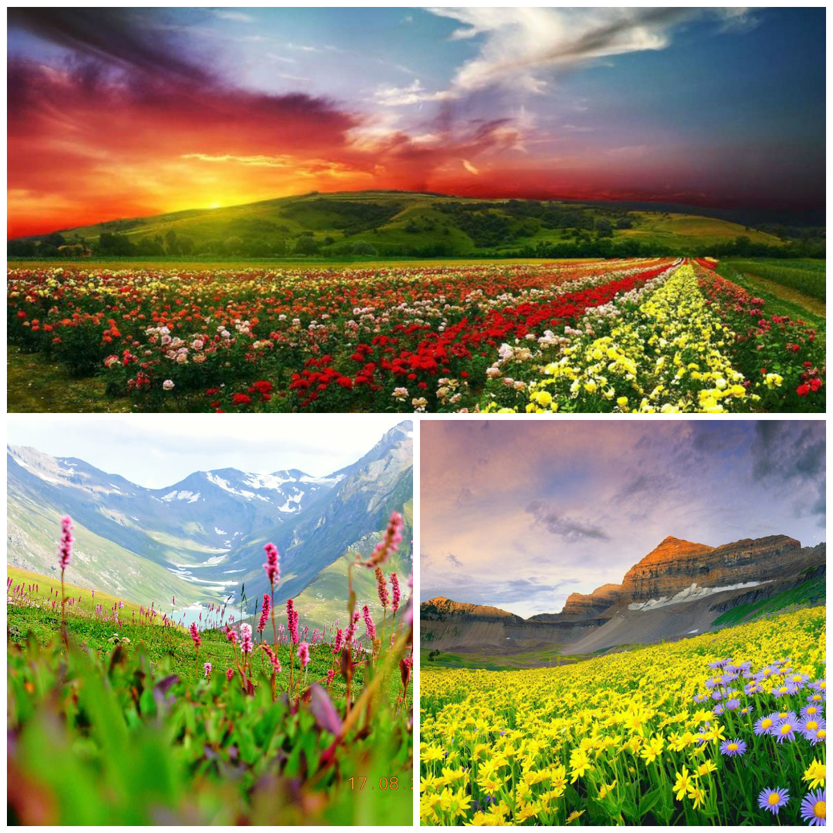 Valley of Flowers in India: the Magic of Colors
