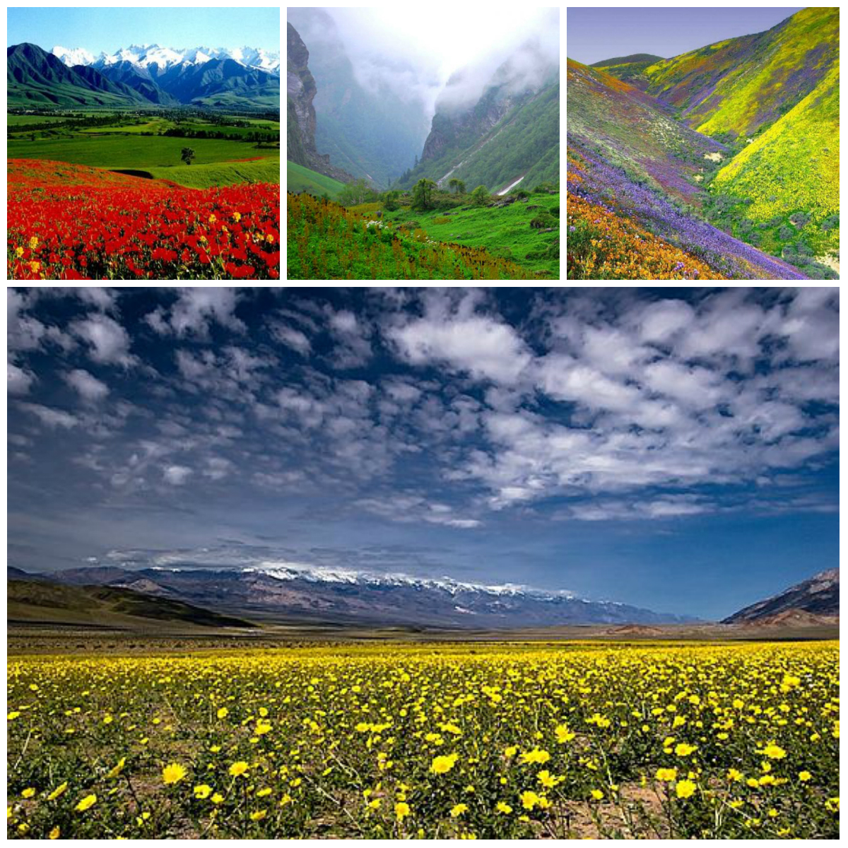 Valley of Flowers in India: the Magic of Colors