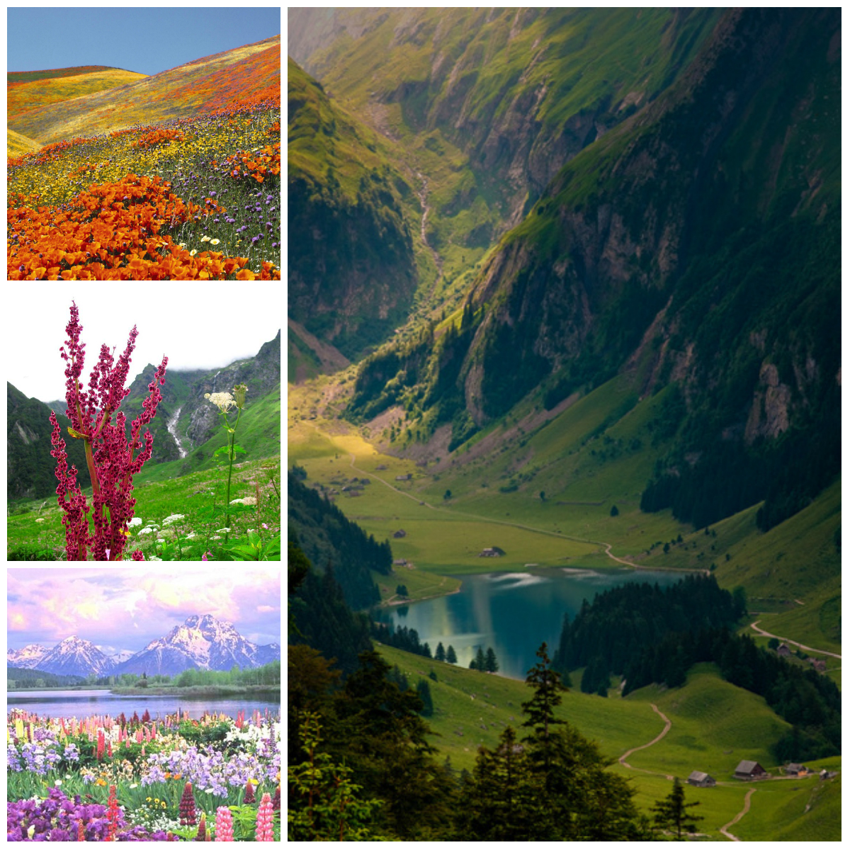 Valley of Flowers in India: the Magic of Colors