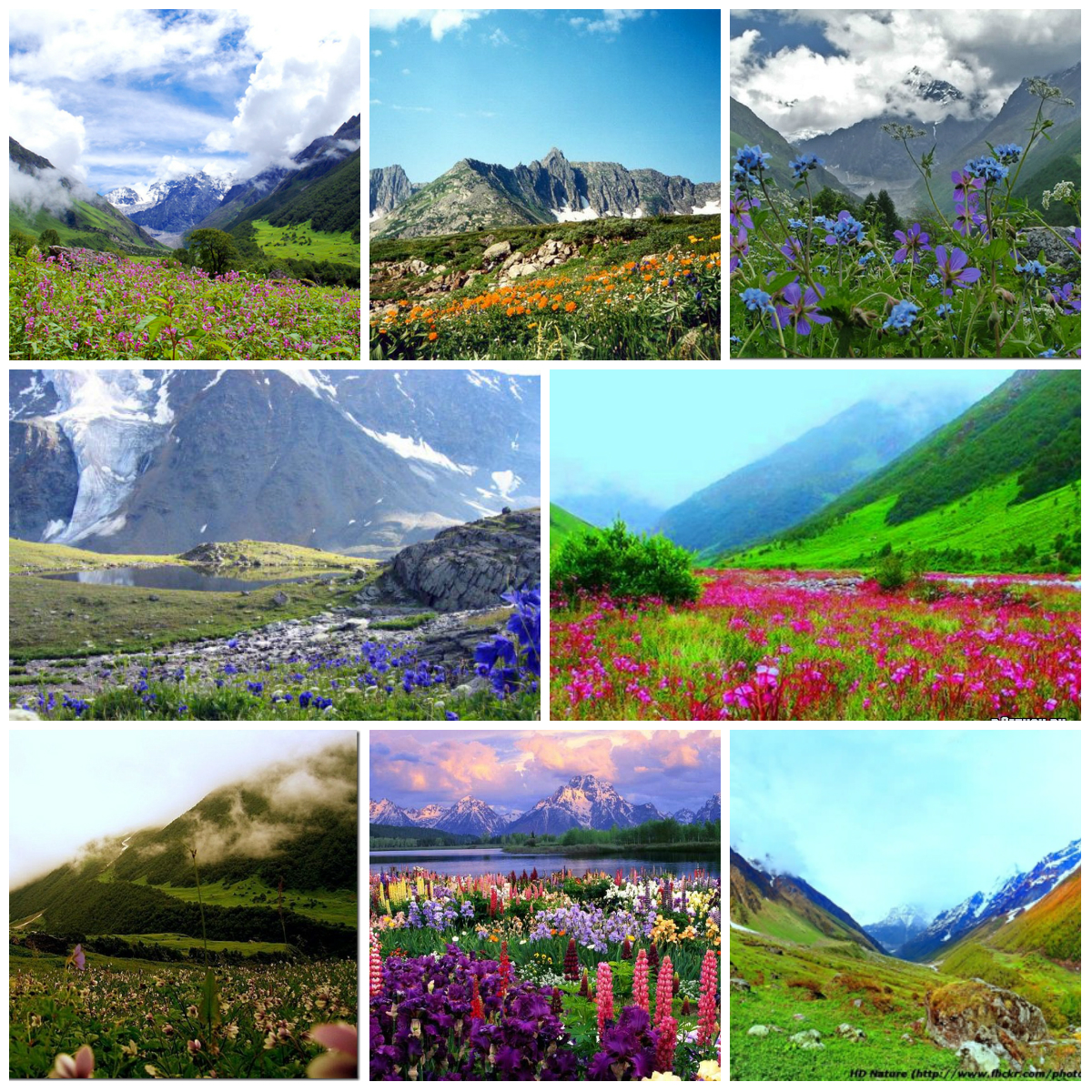 Valley of Flowers in India: the Magic of Colors