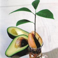 Советы, как вырастить авокадо в домашних условиях