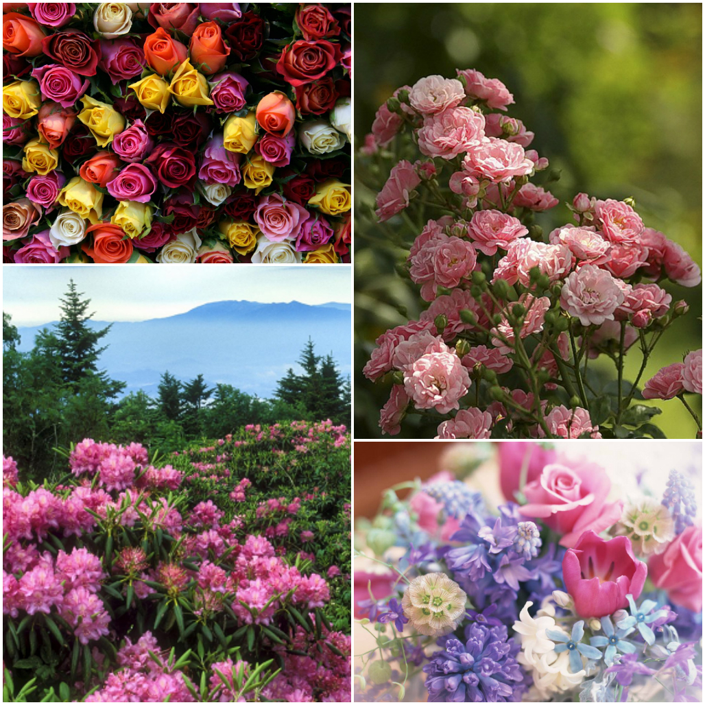 Язык цветов