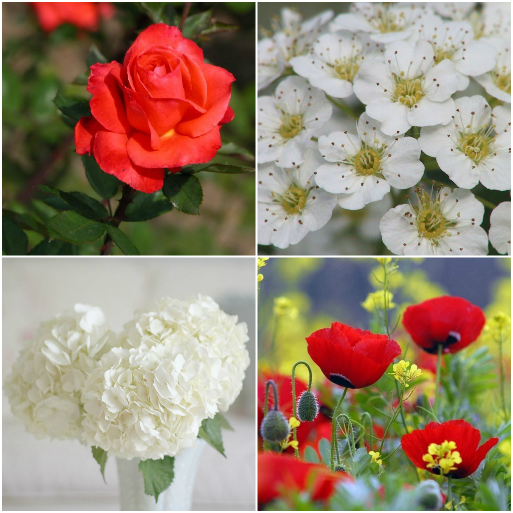 Язык цветов