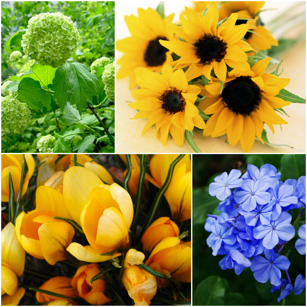 Язык цветов