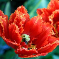 За что можно влюбиться в тюльпаны (фото)