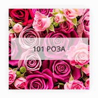 101 роза по Николаеву